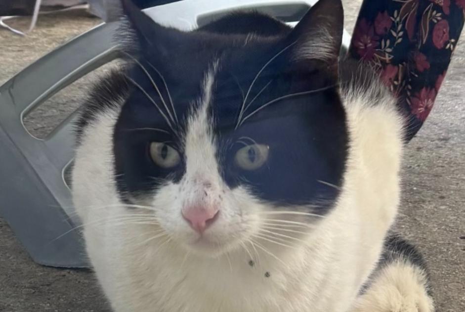 Fundmeldung Katze rassenmischung Männliche Plouëc-du-Trieux Frankreich Fundmeldung Katze rassenmischung Männliche Plouëc-du-Trieux Frankreich