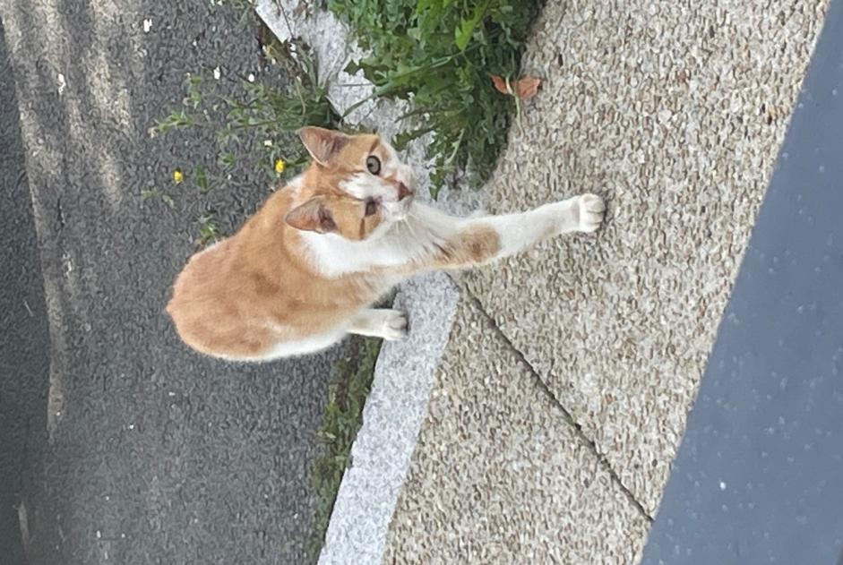 Fundmeldung Katze  Männliche Saint-Brieuc Frankreich