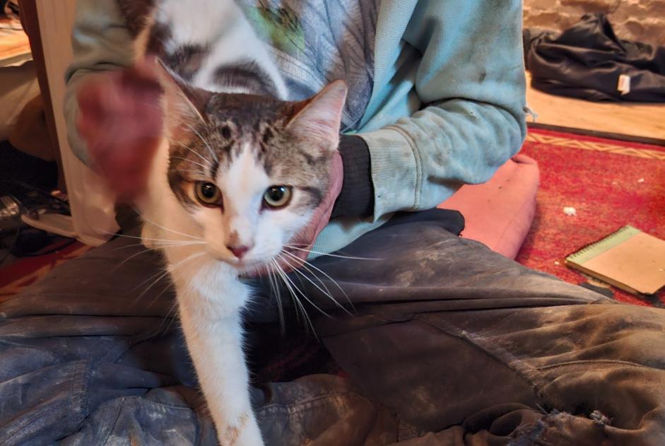 Fundmeldung Katze Männliche Lanvellec Frankreich