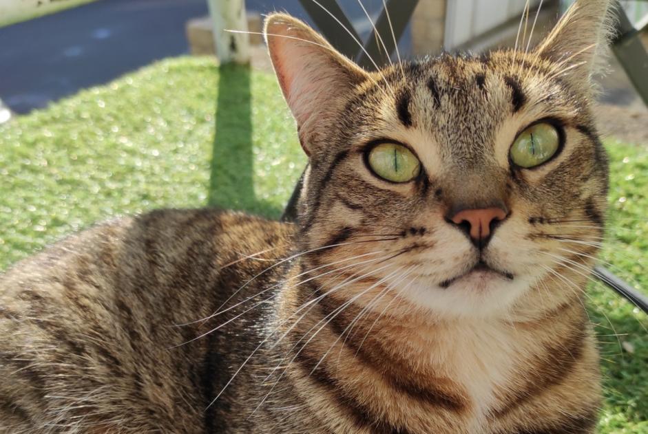 Disappearance alert Cat miscegenation  Male , 4 years Lamballe-Armor France