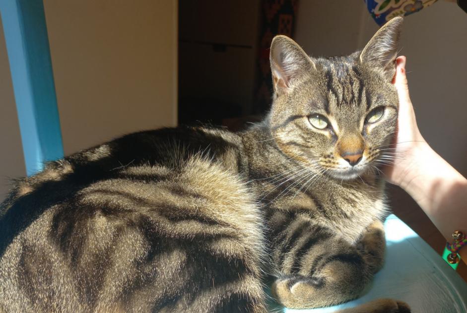 Disappearance alert Cat  Male , 2 years Fréhel France