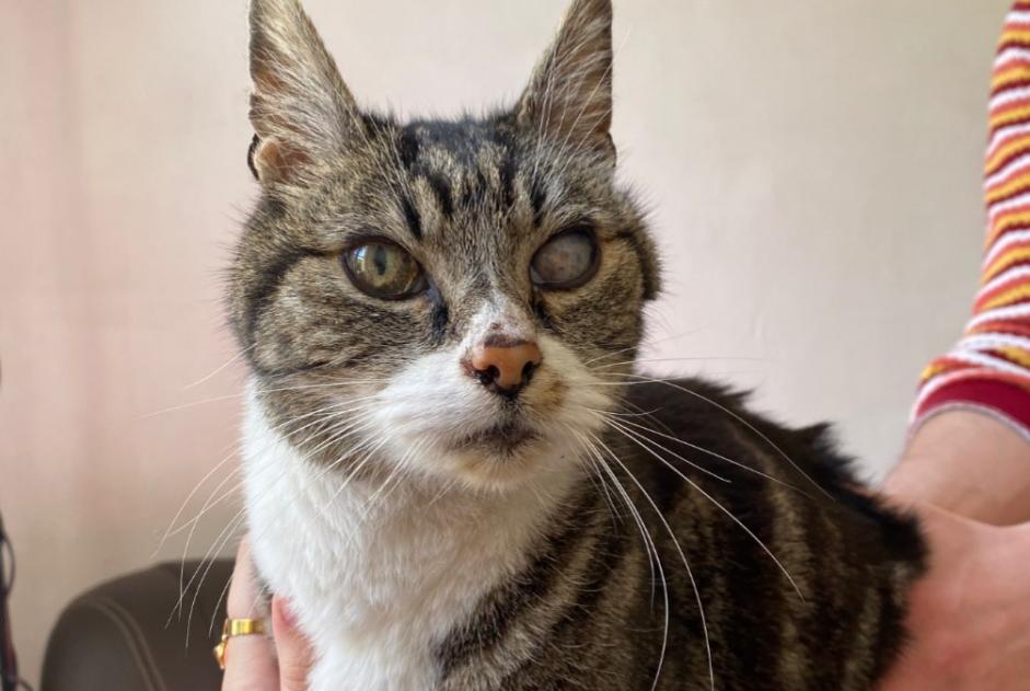 Discovery alert Cat Male Ploufragan France