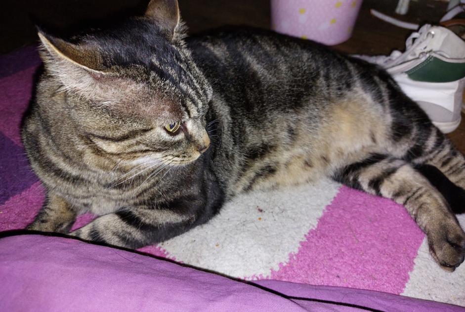 Disappearance alert Cat Male , 4 years Saint-Brieuc France