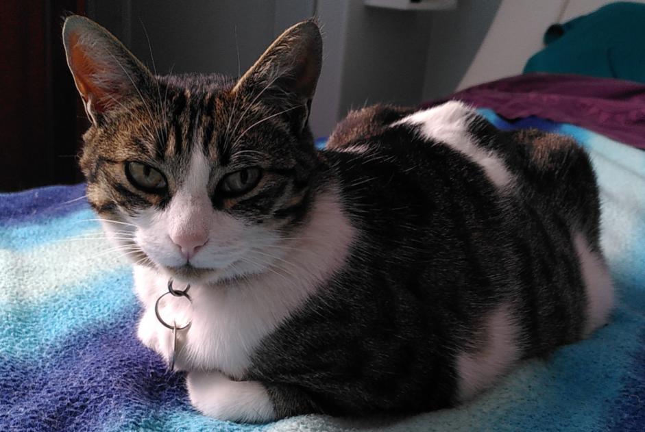 Disappearance alert Cat  Female , 8 years Saint-Samson-sur-Rance France