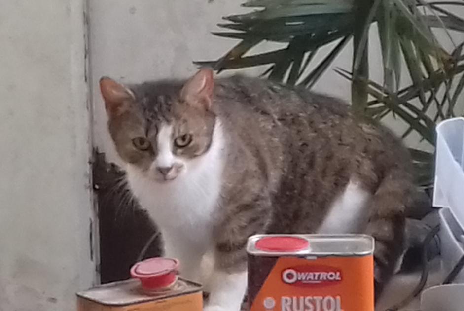 Discovery alert Cat Female , 1 year Saint-Brieuc France