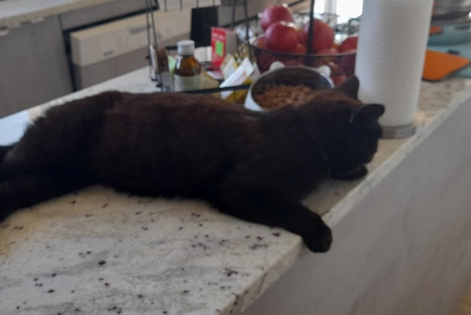 Discovery alert Cat Male , 4 years Lamballe-Armor France