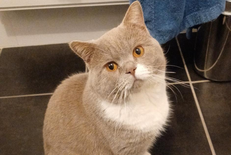 Disappearance alert Cat  Male , 3 years Loudéac France