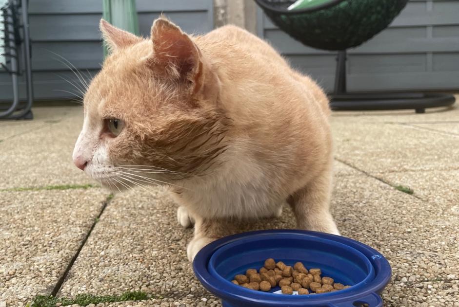 Discovery alert Cat  Male Saint-Brieuc France