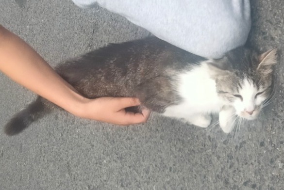 Discovery alert Cat miscegenation  Female Ploufragan France