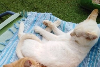 Disappearance alert Cat  Male , 3 years Jugon-les-Lacs-Commune-Nouvelle France