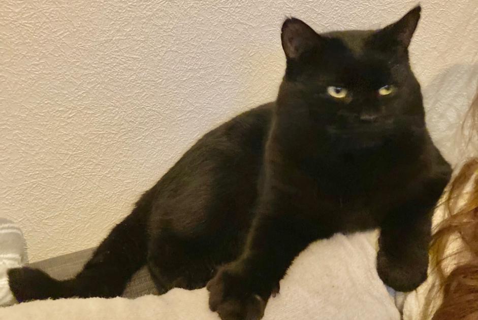 Disappearance alert Cat  Male , 5 years Saint-Brieuc France