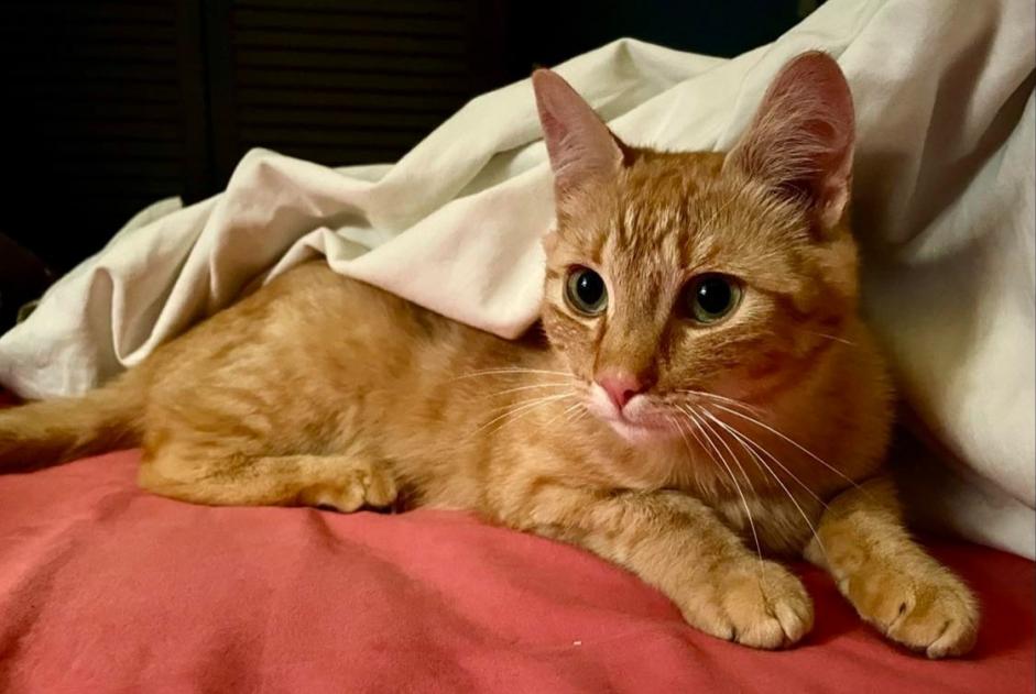 Disappearance alert Cat Male , 1 years Caulnes France