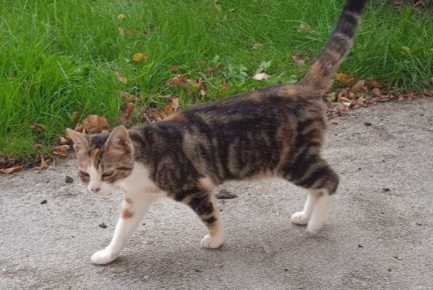 Disappearance alert Cat miscegenation  Female , 1 years Guingamp France