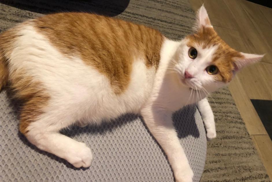 Disappearance alert Cat Male , 2 years Saint-Cast-le-Guildo France Disappearance alert Cat Male , 2 years Saint-Cast-le-Guildo France
