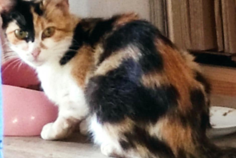 Discovery alert Cat Female Bourseul France Discovery alert Cat Female Bourseul France