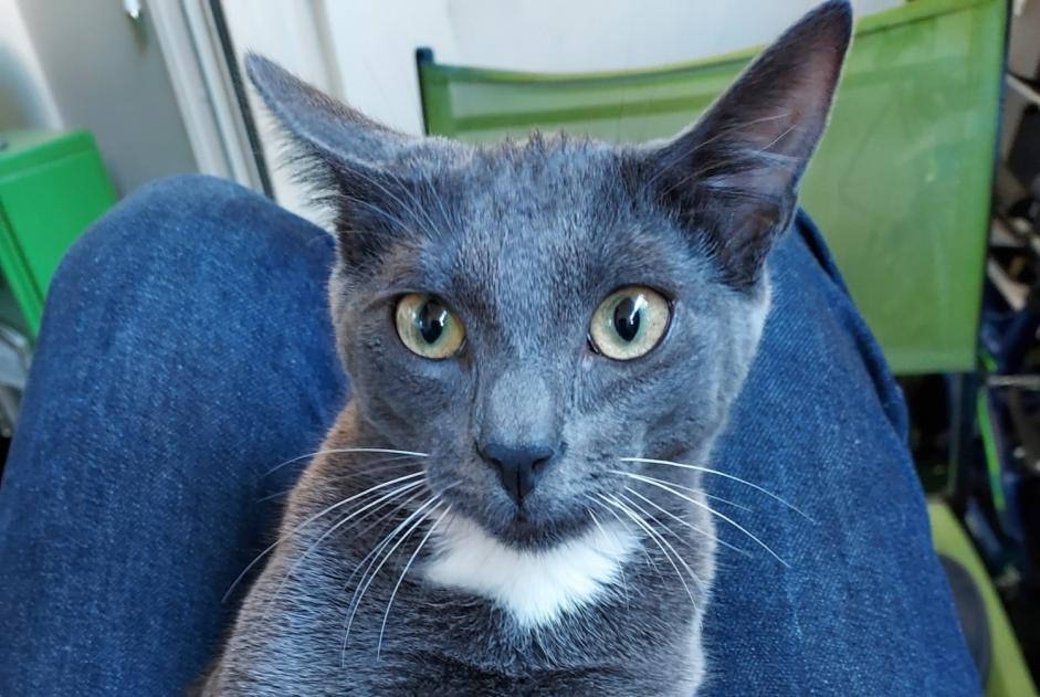 Disappearance alert Cat Female , 2 years Saint-Cast-le-Guildo France Disappearance alert Cat Female , 2 years Saint-Cast-le-Guildo France