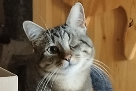 Disappearance alert Cat Male , 5 years Pleudihen-sur-Rance France Disappearance alert Cat Male , 5 years Pleudihen-sur-Rance France