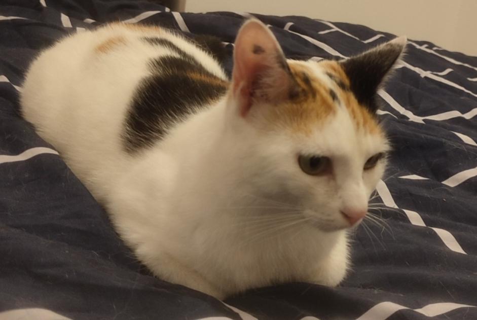 Disappearance alert Cat Female , 1 years Runan France Disappearance alert Cat Female , 1 years Runan France