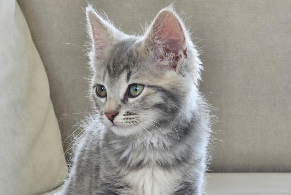 Disappearance alert Cat miscegenation Male , 0 years Pleumeur-Bodou France Disappearance alert Cat miscegenation Male , 0 years Pleumeur-Bodou France