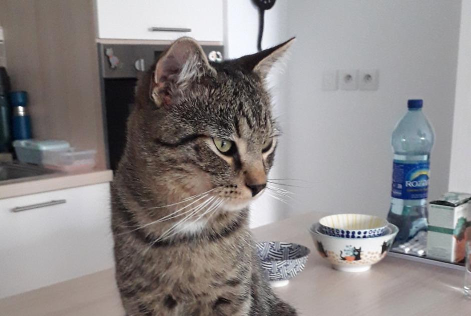 Disappearance alert Cat  Male , 1 years Erquy France