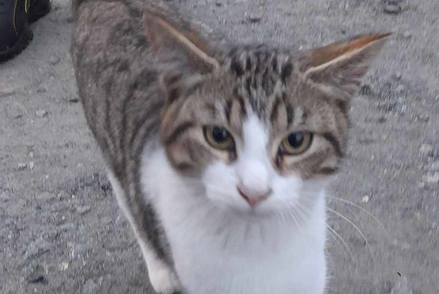 Discovery alert Cat Unknown Carnoët France