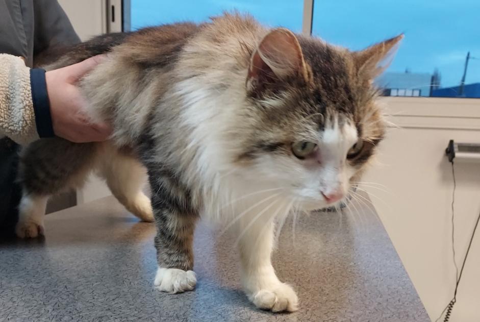 Discovery alert Cat Male Lamballe-Armor France