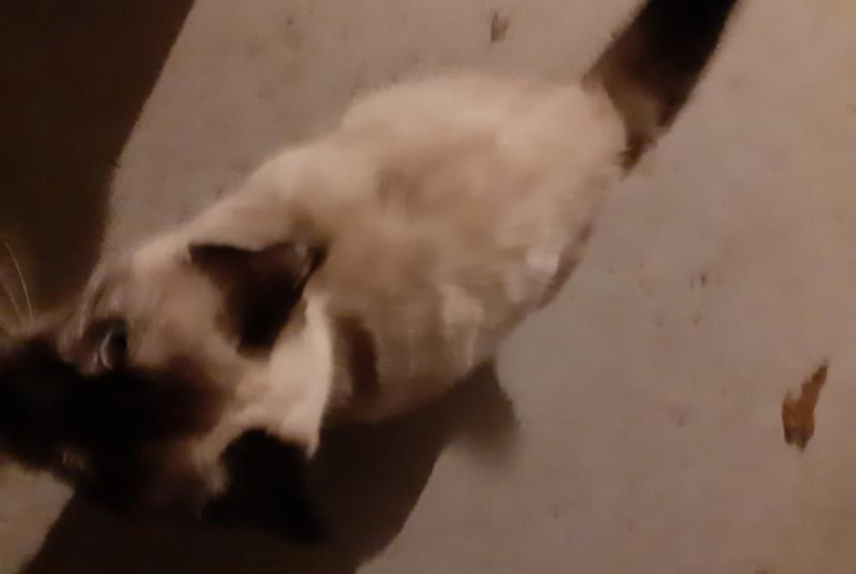 Discovery alert Cat miscegenation  Female Plourivo France