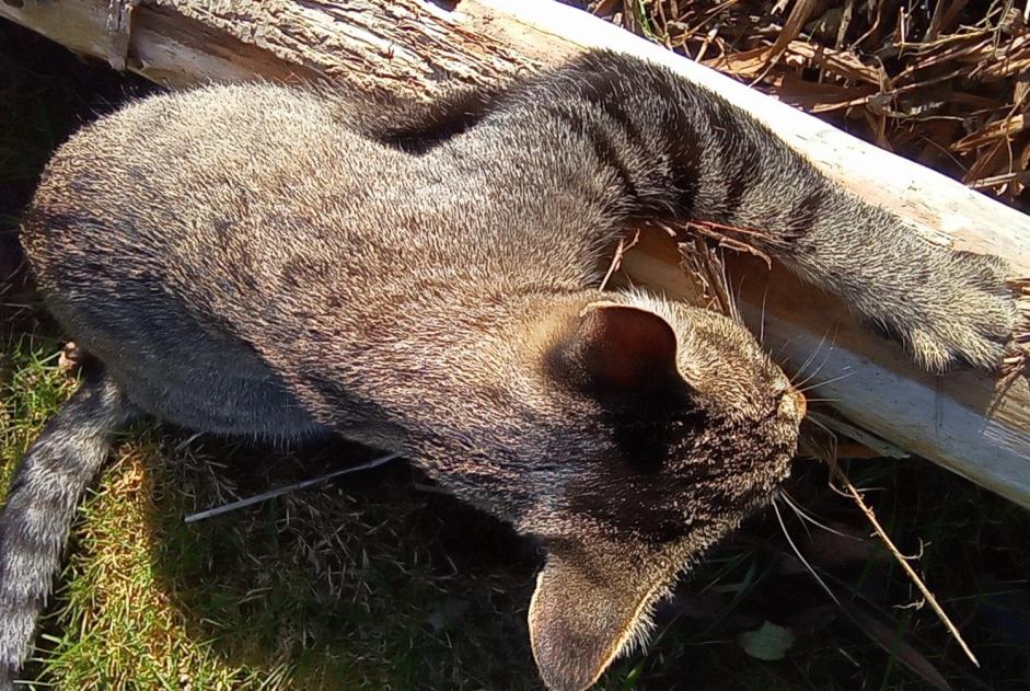 Disappearance alert Cat miscegenation  Male , 4 years Trégueux France