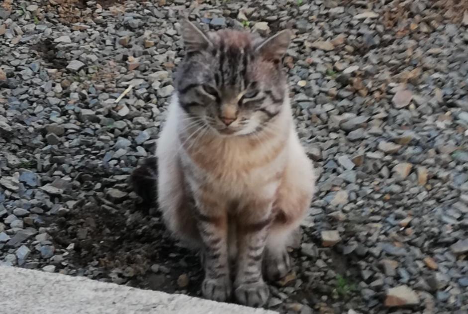 Disappearance alert Cat  Male , 4 years Lanvollon France