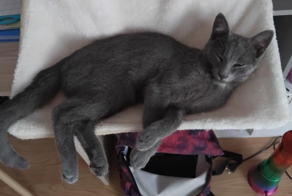 Disappearance alert Cat Male , 0 years Lamballe-Armor France