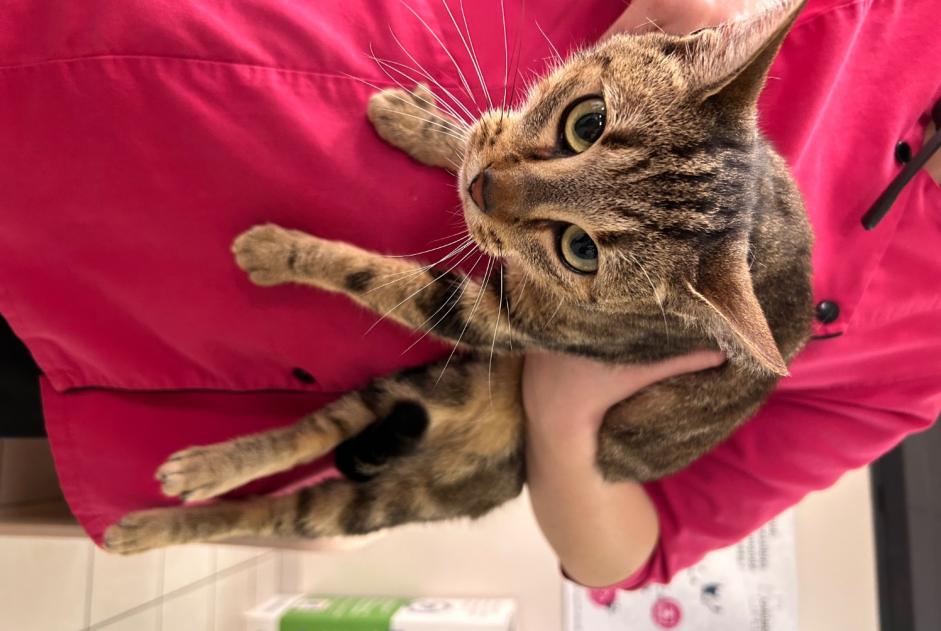 Discovery alert Cat Female Caulnes France