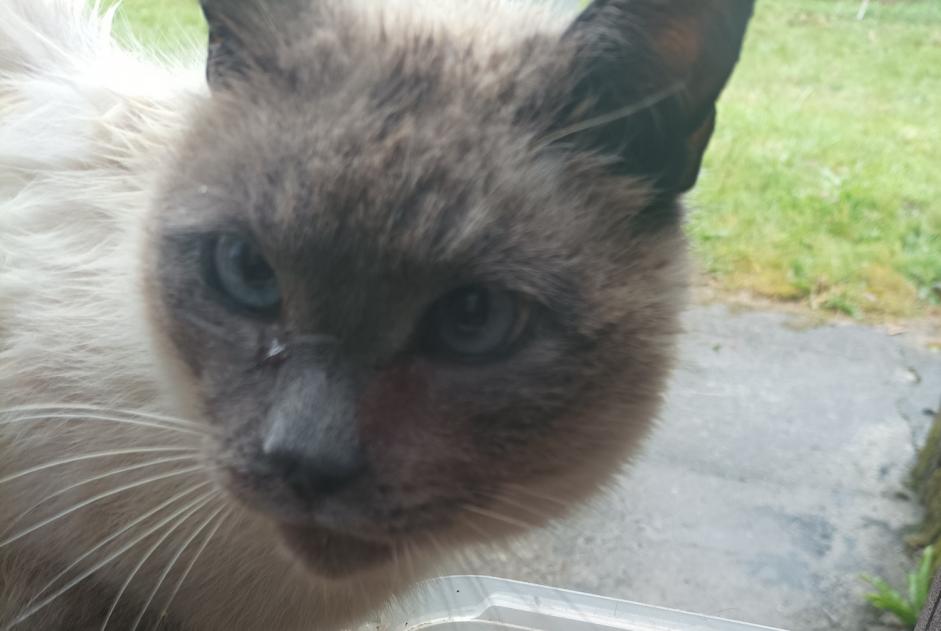 Discovery alert Cat miscegenation  Female Ploubezre France