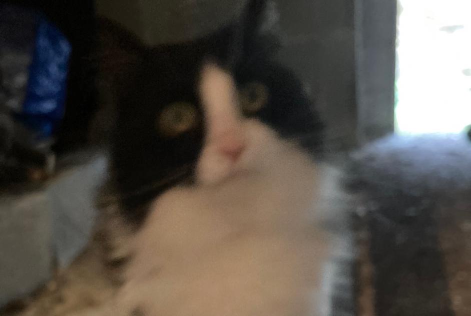 Alerta de Hallazgo Gato Desconocido Saint-Brieuc Francia