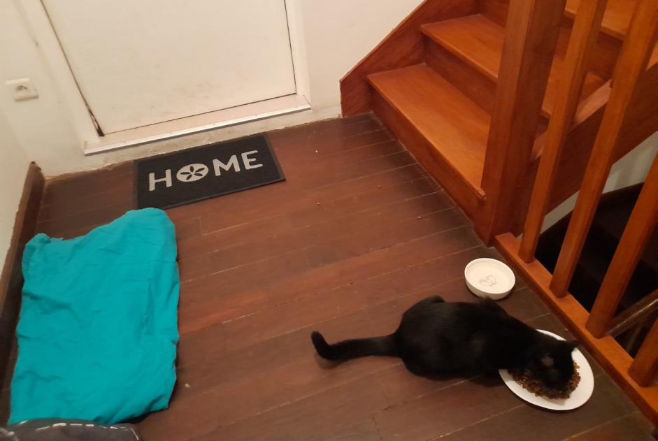Alerta de Hallazgo Gato Desconocido Châtelaudren-Plouagat Francia