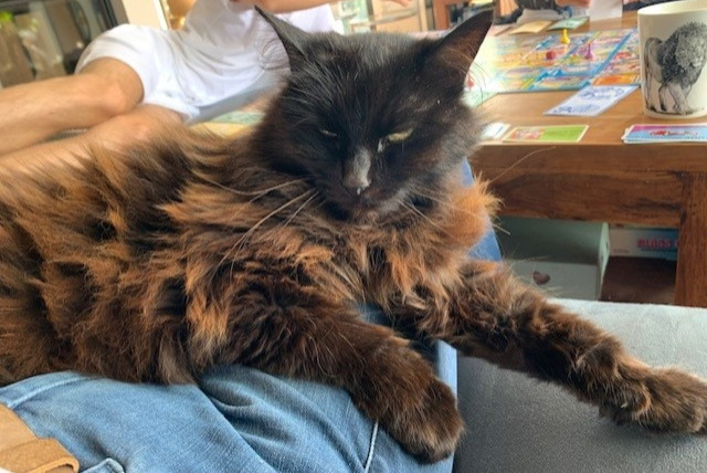 Alerte Disparition Chat croisement  Femelle , 17 ans Lamballe-Armor France