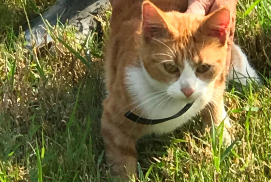 Alerte Découverte Chat Inconnu Loudéac France