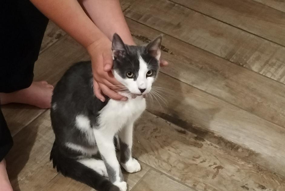 Alerte Découverte Chat Mâle Saint-Brieuc France