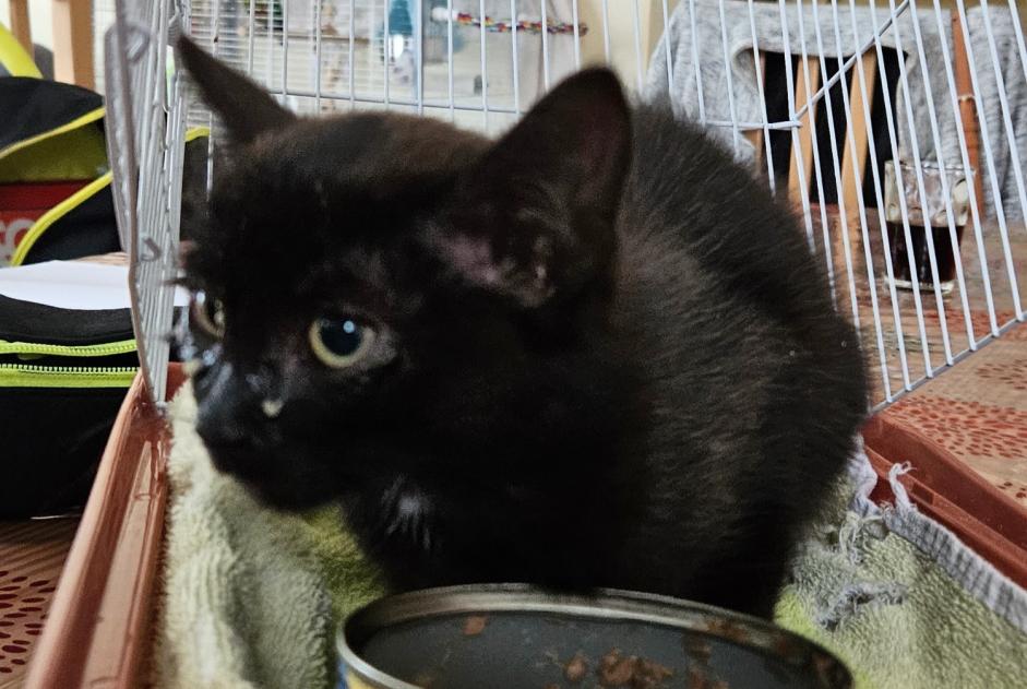 Alerte Découverte Chat Mâle Châtelaudren-Plouagat France