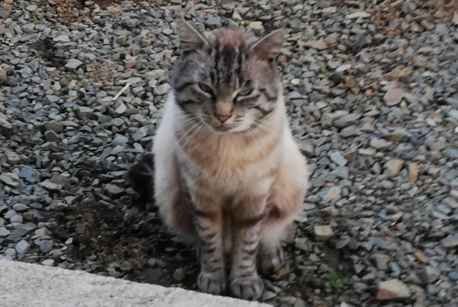 Alerte Disparition Chat Mâle , 5 ans Lanvollon France Alerte Disparition Chat Mâle , 5 ans Lanvollon France