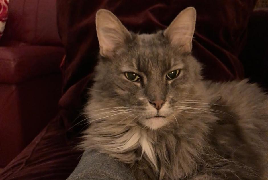 Alerte Disparition Chat croisement Mâle , 15 ans Trédarzec France Alerte Disparition Chat croisement Mâle , 15 ans Trédarzec France