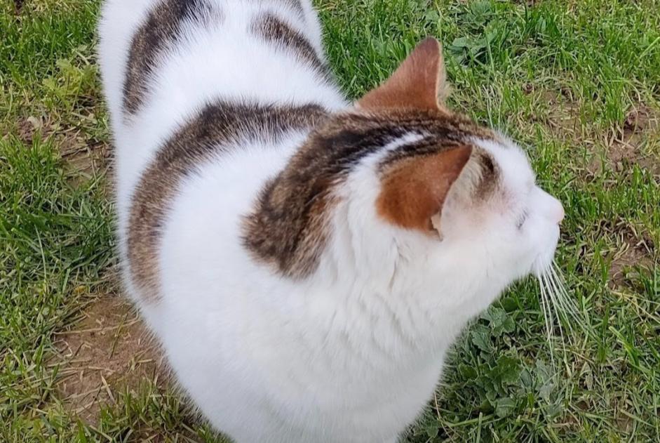 Alerte Disparition Chat Mâle , 6 ans Plouha France