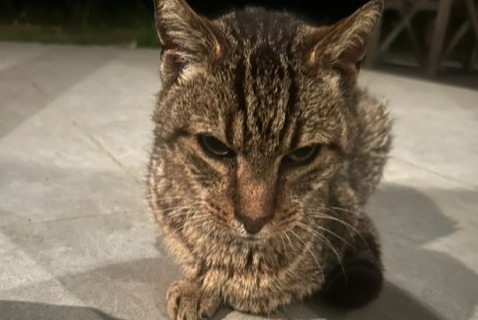 Alerte Découverte Chat Inconnu Pleubian France