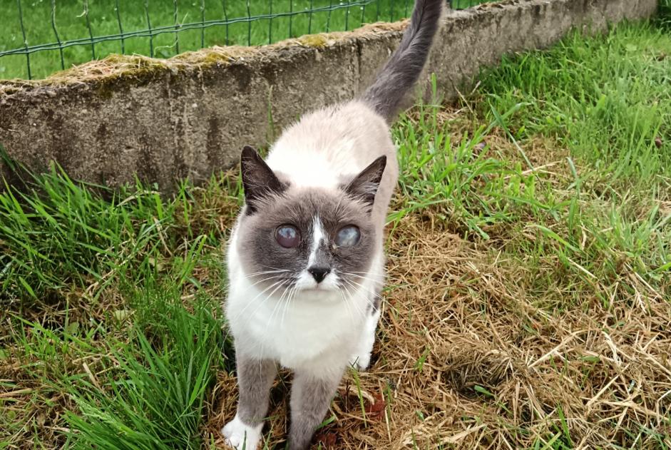 Avviso Ritrovamento Gatto Non conosciuta Lannion Francia