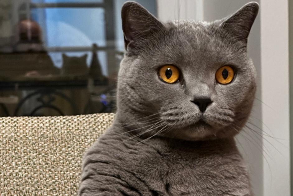 Avviso scomparsa Gatto Maschio , 6 anni Erquy Francia Avviso scomparsa Gatto Maschio , 6 anni Erquy Francia