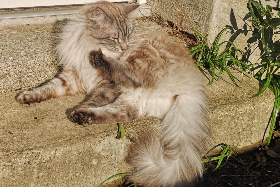 Verdwijningsalarm Kat Vrouwtje , 4 jaar Pleubian Frankrijk Verdwijningsalarm Kat Vrouwtje , 4 jaar Pleubian Frankrijk