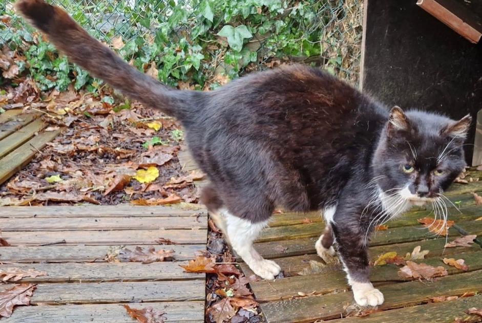 Ontdekkingsalarm Kat  Mannetje Lannion Frankrijk