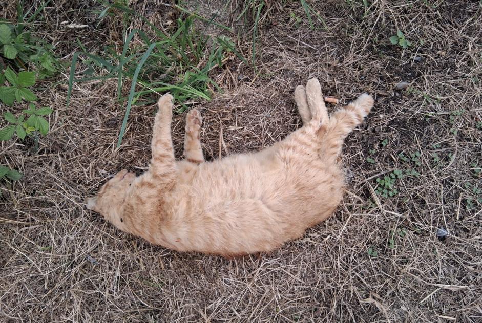 Alerta descoberta Gato Desconhecido Les Champs-Géraux France Alerta descoberta Gato Desconhecido Les Champs-Géraux France