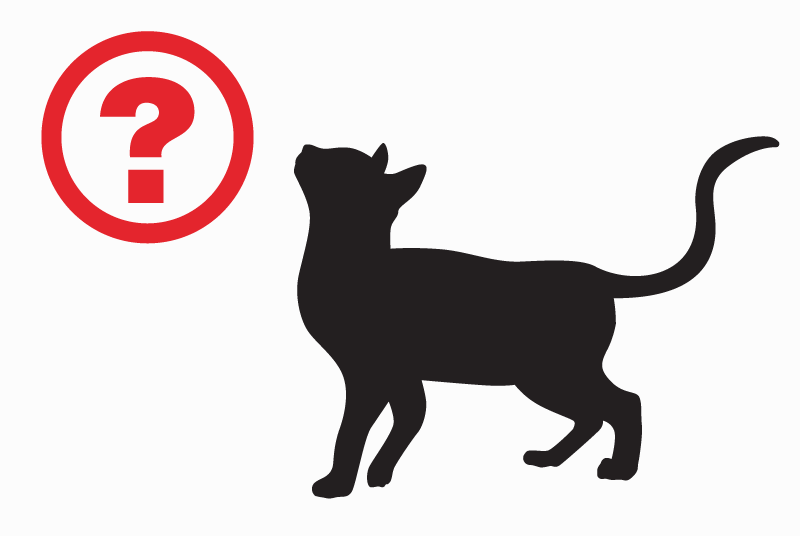 Verdwijningsalarm Kat Vrouwtje , 2 jaar Camlez Frankrijk